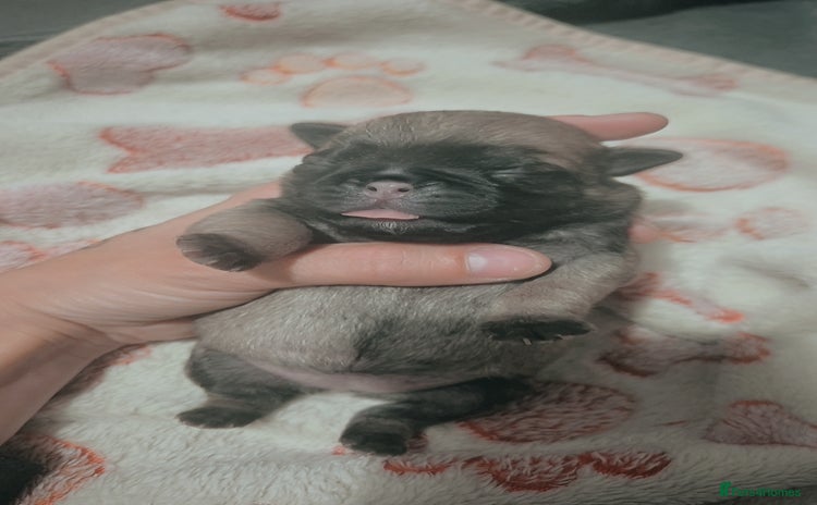 Pug dogs - Advert 1