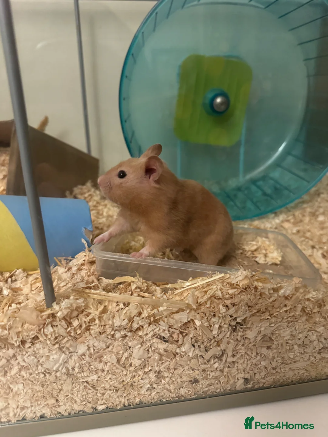 Hamster rodents for sale: Gravy- female Syrian hamster  in Grantham - Advert 1
