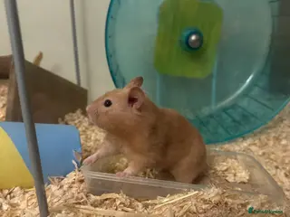 Hamster rodents Gravy- female Syrian hamster - Advert 16
