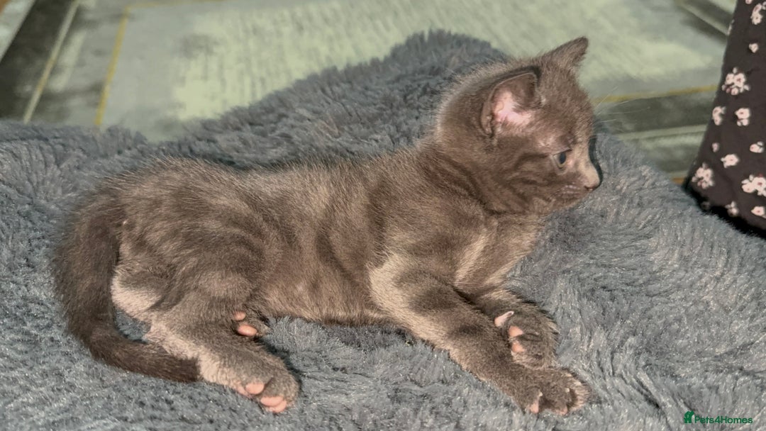 British Shorthair cats for sale: Adorable Sweet Soft British Shorthair Tabby Mix  - Image 7