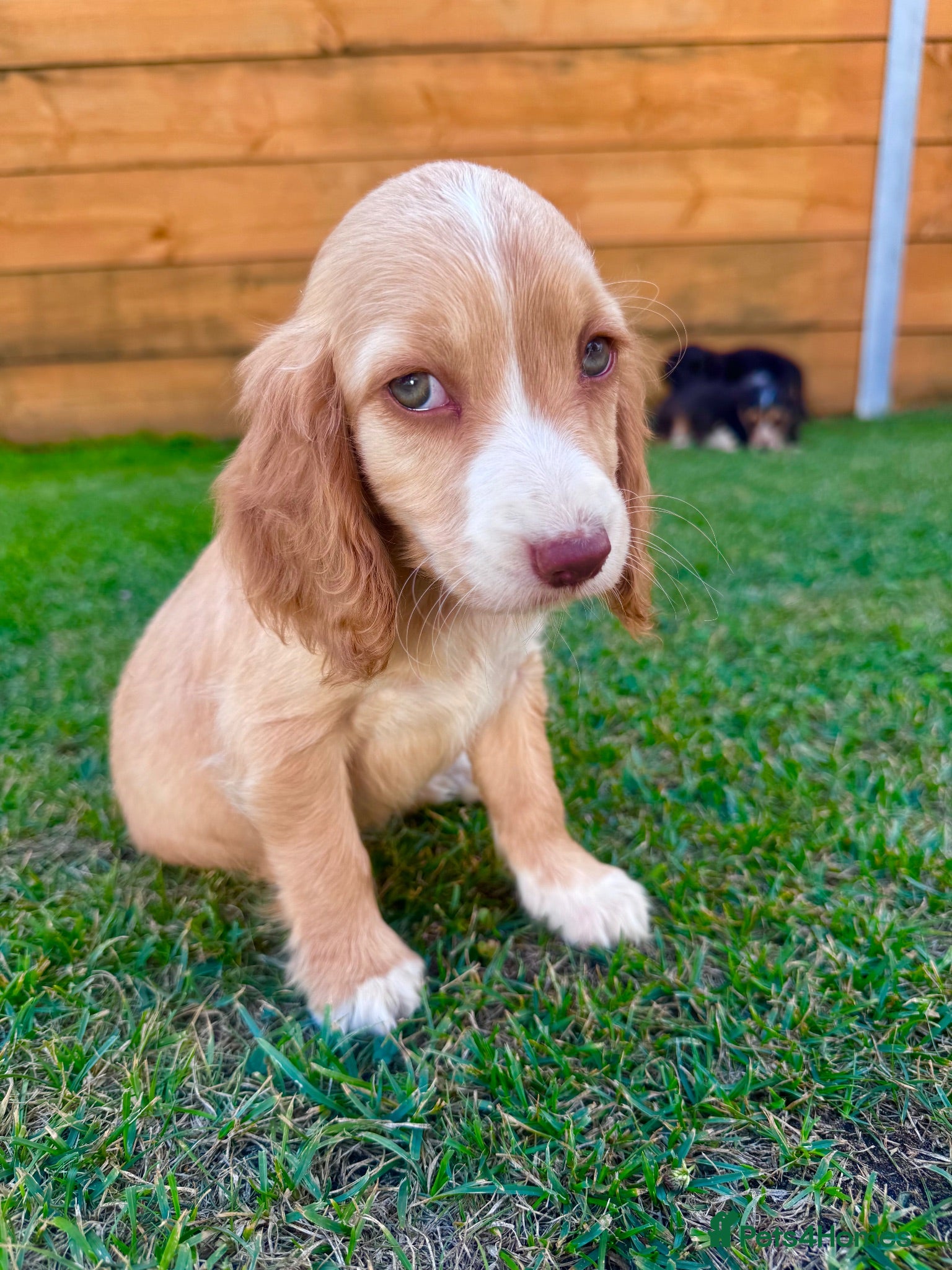 Cockapoo dogs Beautiful F1 Cockapoo Babies 🐾🐾🐾 - Advert 2