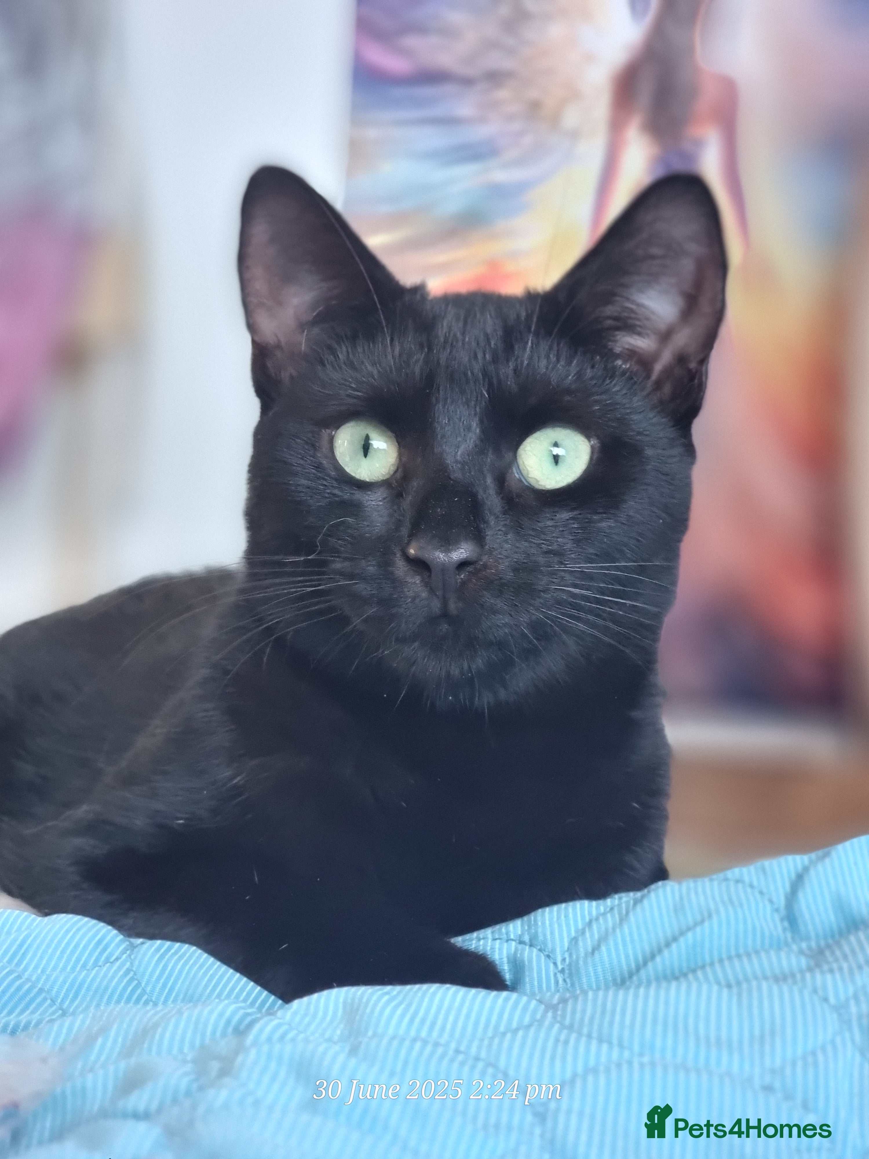 Domestic Shorthair cats 2 BLACK CATS FOR REHOME. - Advert 5