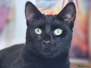 Domestic Shorthair cats 2 BLACK CATS FOR REHOME. - Advert 15