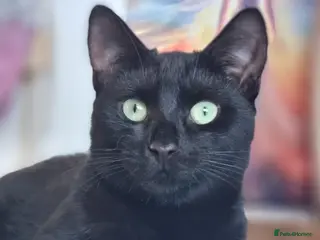 Domestic Shorthair cats 2 BLACK CATS FOR REHOME. - Advert 22