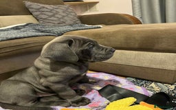 Cane Corso dogs for sale: Blue Cane corso - Image 9