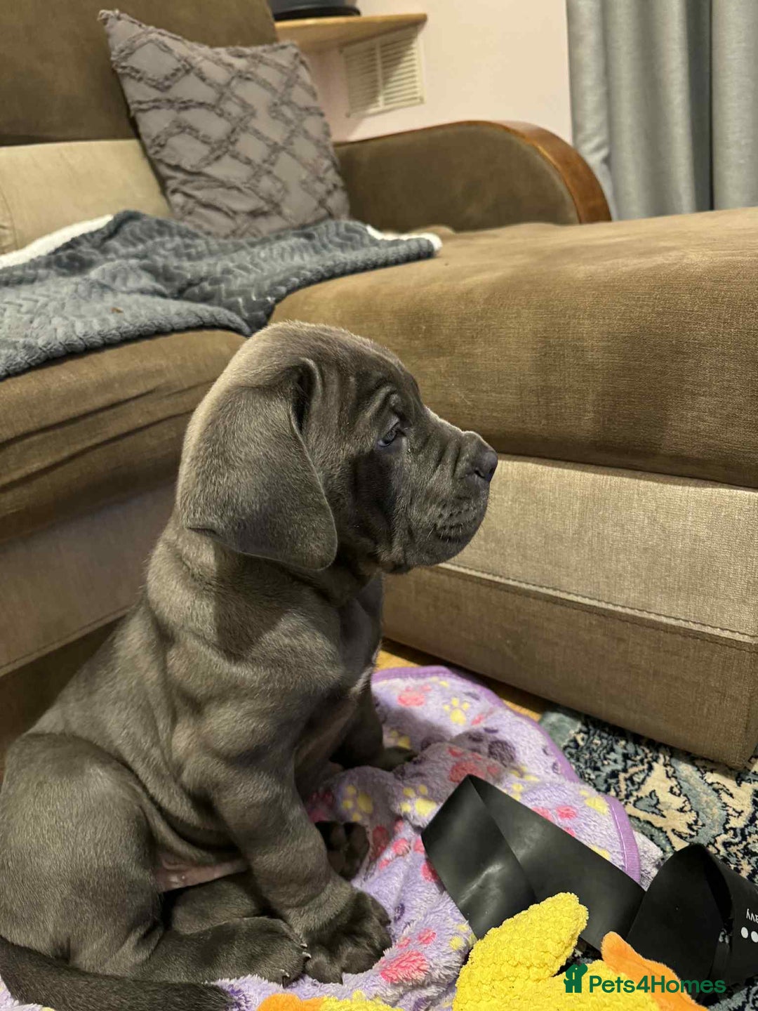 Cane Corso dogs for sale: Blue Cane corso - Image 9