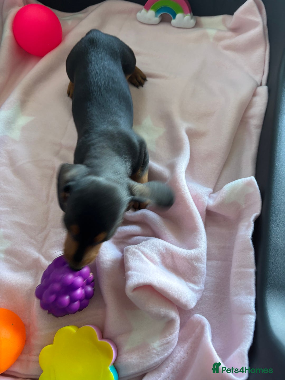 Dachshund dogs for sale: KC PRA Miniature smooth hair dachshund puppies  - Image 9