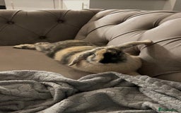 Mini Lop rabbits for sale: Beautiful mini lop girl looking to be rehomed. - Image 4