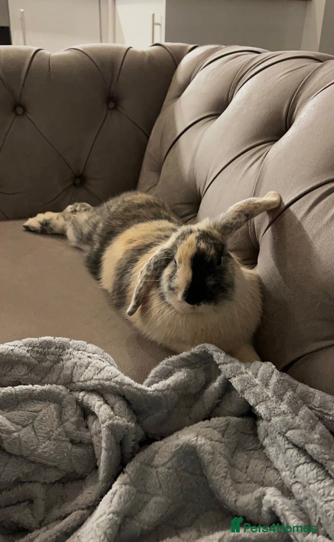 Mini Lop rabbits for sale: Beautiful mini lop girl looking to be rehomed. - Image 4