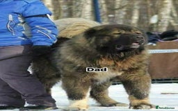 Caucasian Shepherd Dog dogs for stud: 5⭐️RATED LICENSED. RUSSIAN IMPORT  - Image 4