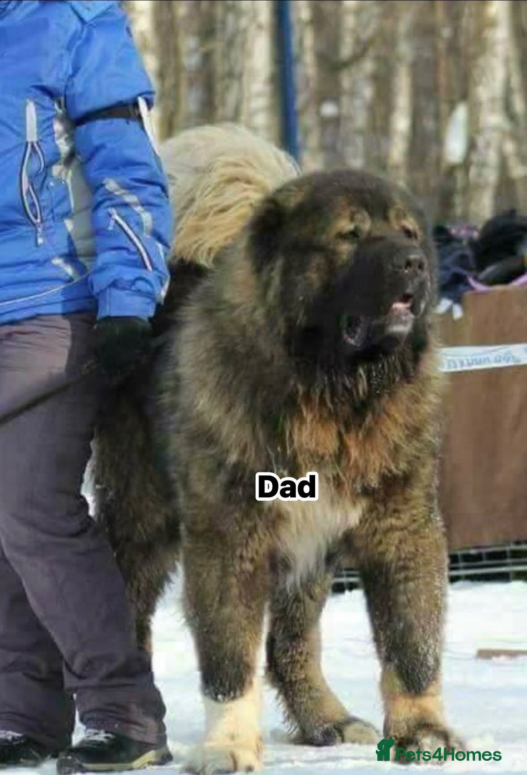 Caucasian Shepherd Dog dogs for stud: 5⭐️RATED LICENSED. RUSSIAN IMPORT  - Image 4