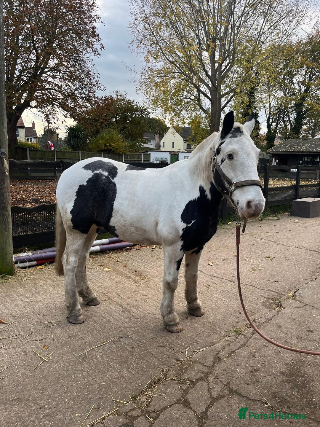 Other Breed horses for sale: hacking/hunting/fun ride home wanted  - Advert 5