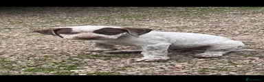 Braque du Bourbonnais Puppy 5