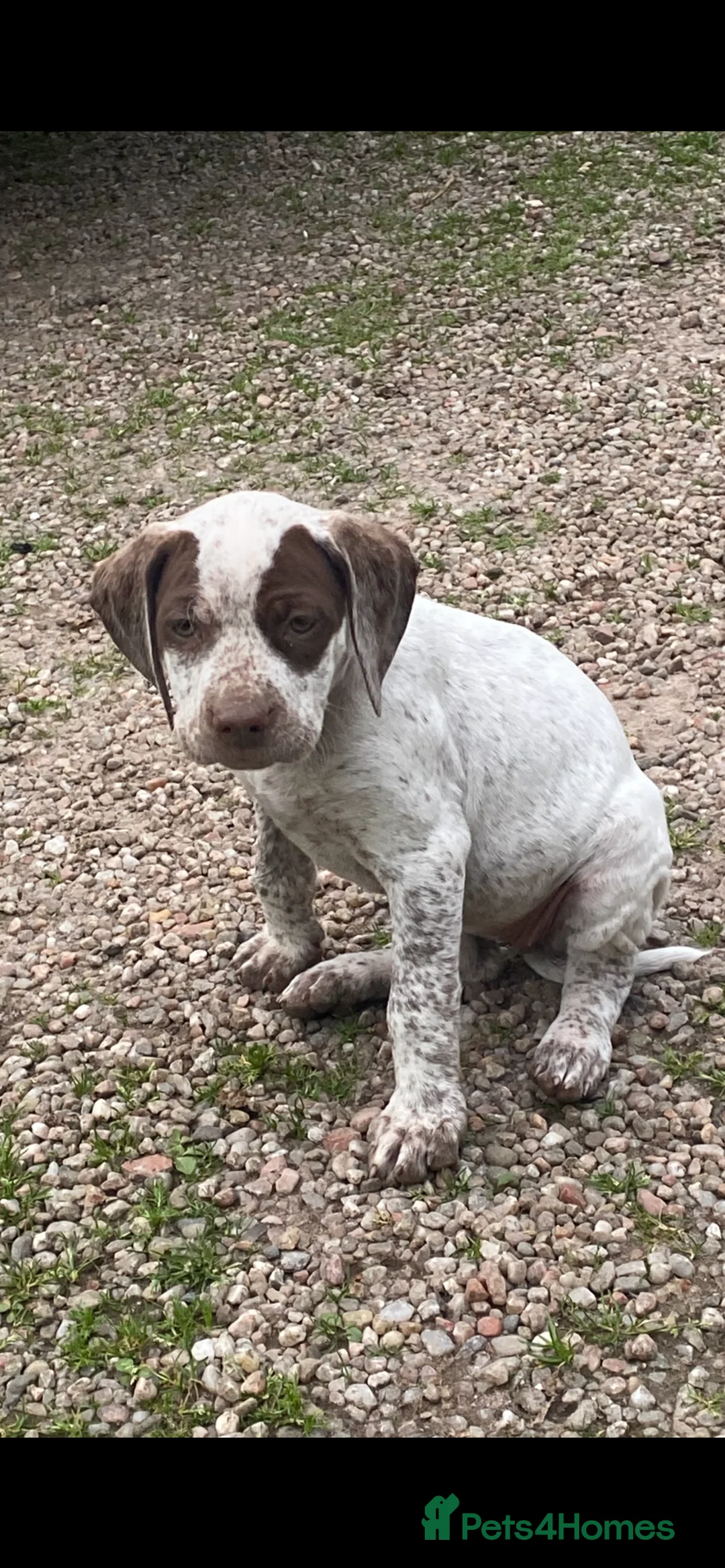 Braque du Bourbonnais dogs for sale: Braque du borbonnais puppies - Advert 2
