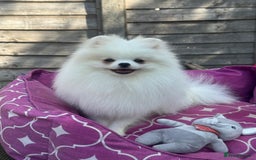 Pomeranian dogs for sale: White and Orange Pomeranian Boys in London - Image 23