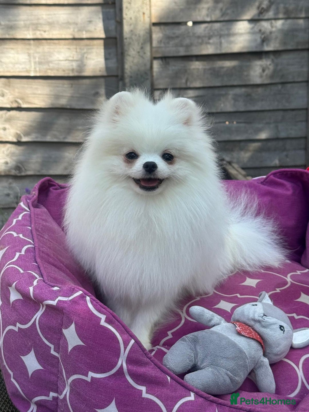 Pomeranian dogs for sale: White and Orange Pomeranian Boys in London - Image 23