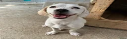 Mixed Breed dogs for adoption: Margot in Oxford - Advert 8