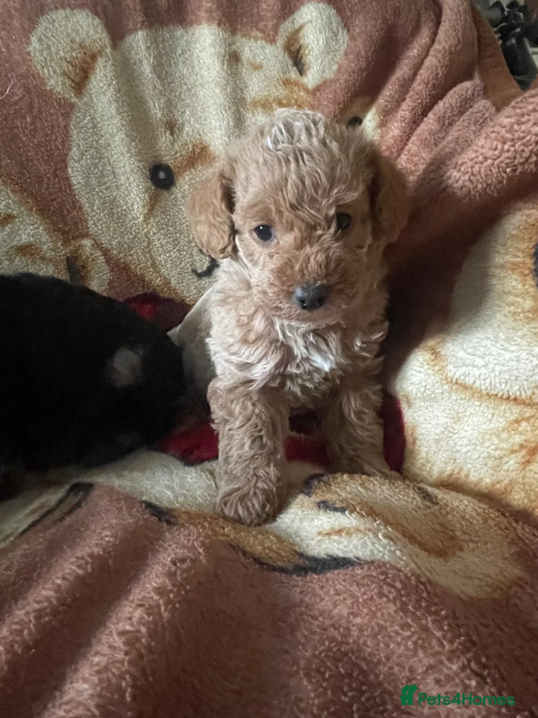 Jackapoo dogs for sale: Stunning jackapoo puppies  - Advert 11