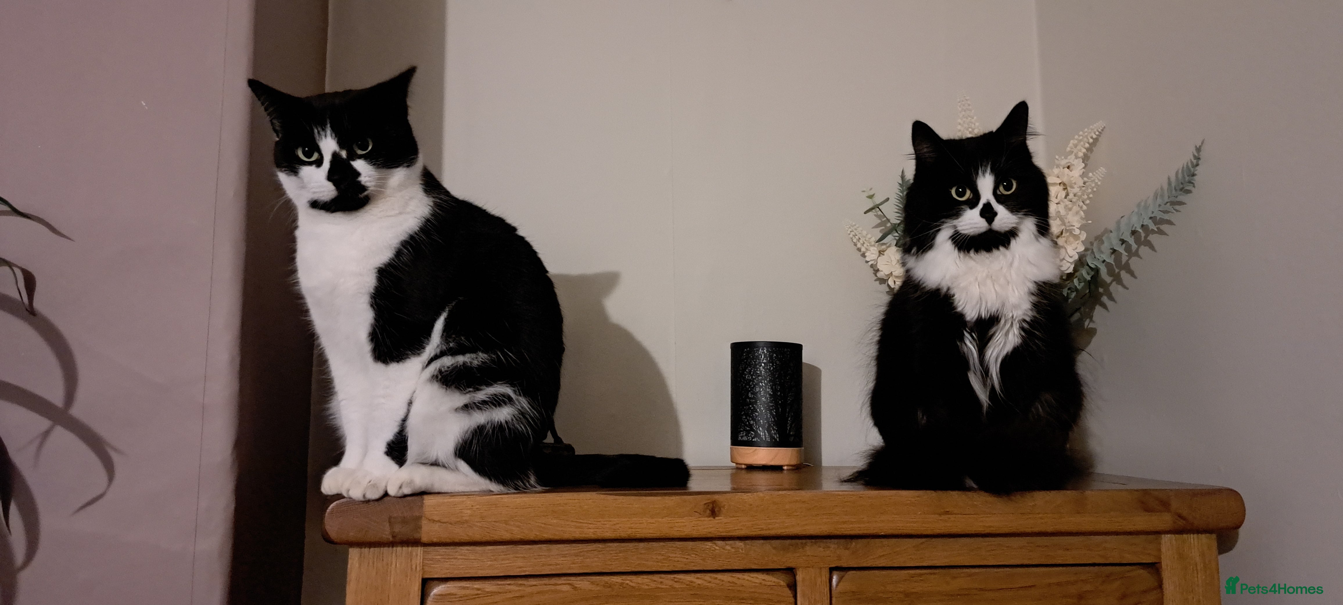 Mixed Breed cats Bonded sisters. Must go together in Halifax - Advert 5