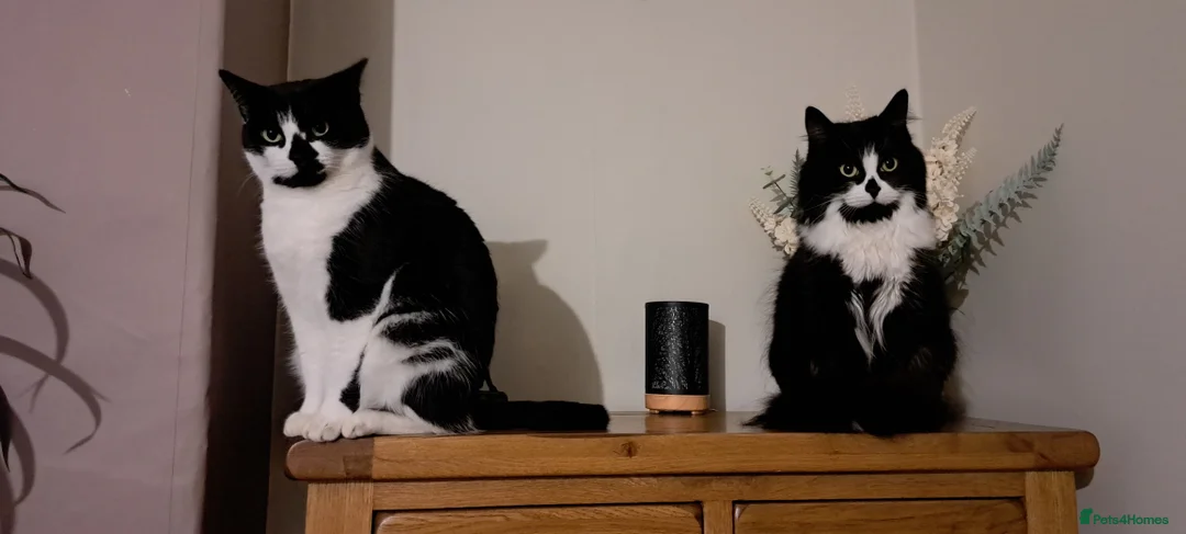 Mixed Breed cats for sale: Bonded sisters. Must go together in Halifax - Advert 1