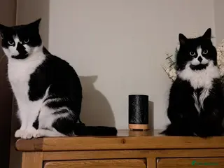 Mixed Breed cats Bonded sisters. Must go together in Halifax - Advert 5