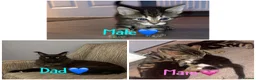 Maine Coon cats for sale: Last male Maine coon kitten  - Advert 1