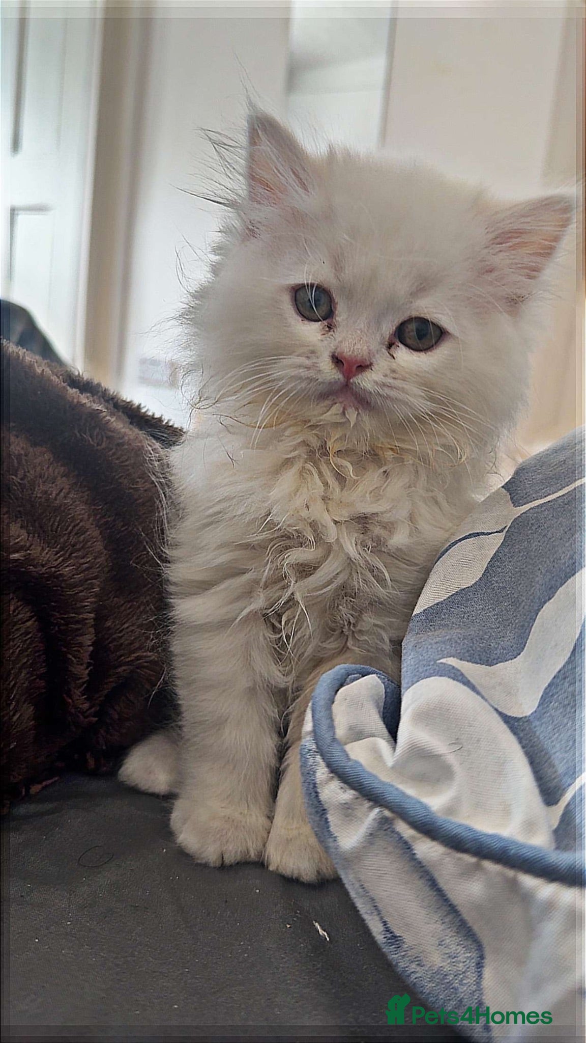 Persian cats PRICE REDUCED!!!!!! Last 2 kittens left !!!!!!!! - Advert 1