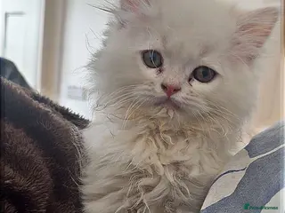 Persian cats PRICE REDUCED!!!!!! Last 2 kittens left !!!!!!!! - Advert 1