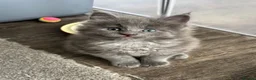Maine Coon cats for sale: 🩷Beautiful Pedigree TICA Registered Maine Coons🩷 - Advert 14