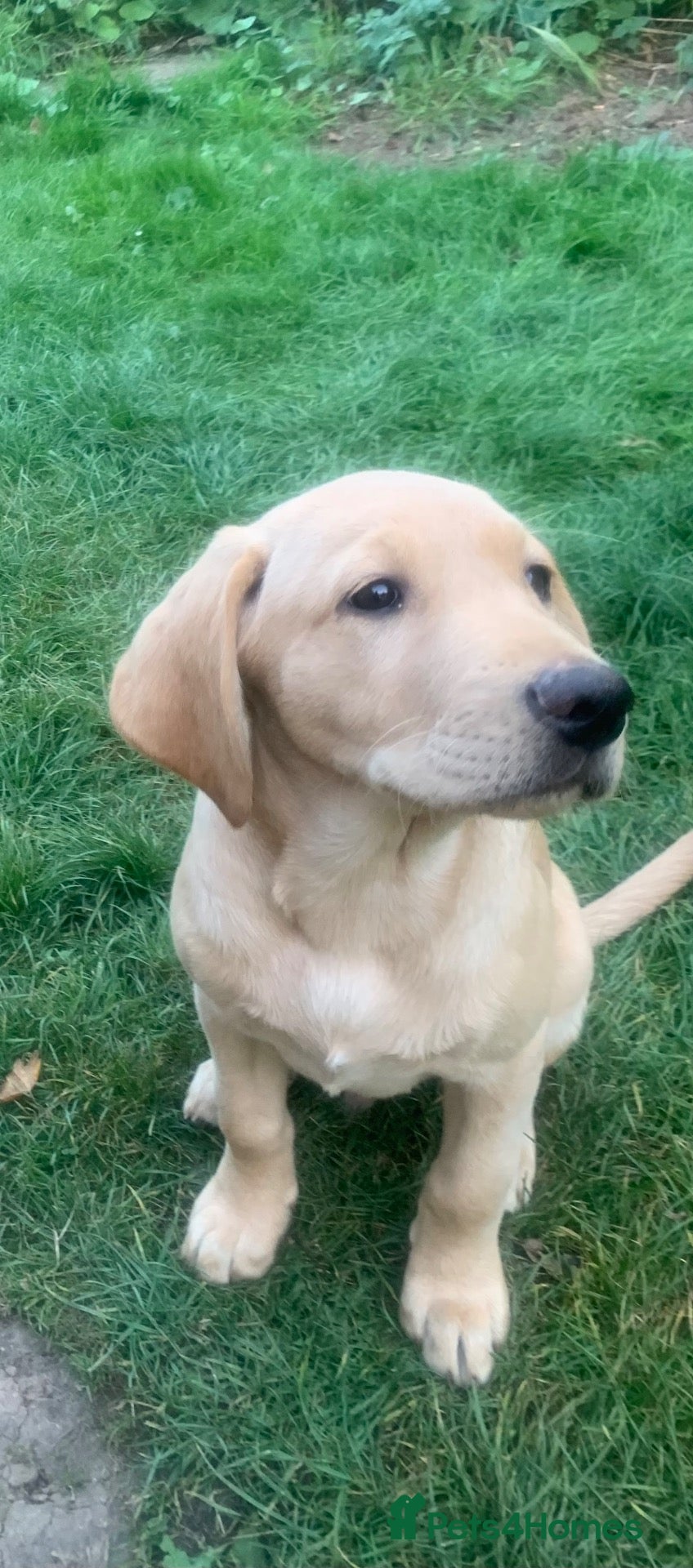 Labrador Retriever dogs Stunning KC Labrador/1 boy left 🐾 - Advert 10