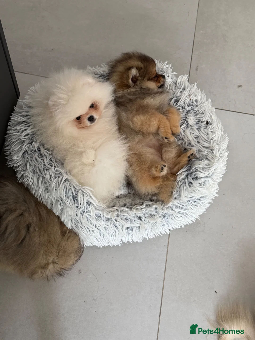 Pomeranian dogs for sale: KC Teddy Bear Poms - Exceptional Russian Lines - Advert 1