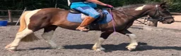 Other Breed horses for sale: 13.3 Cob x American Paint Gelding - Advert 3