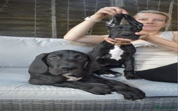 Great Dane dogs for sale: Great danes puppies KC ready!!! in Bathgate - Image 33