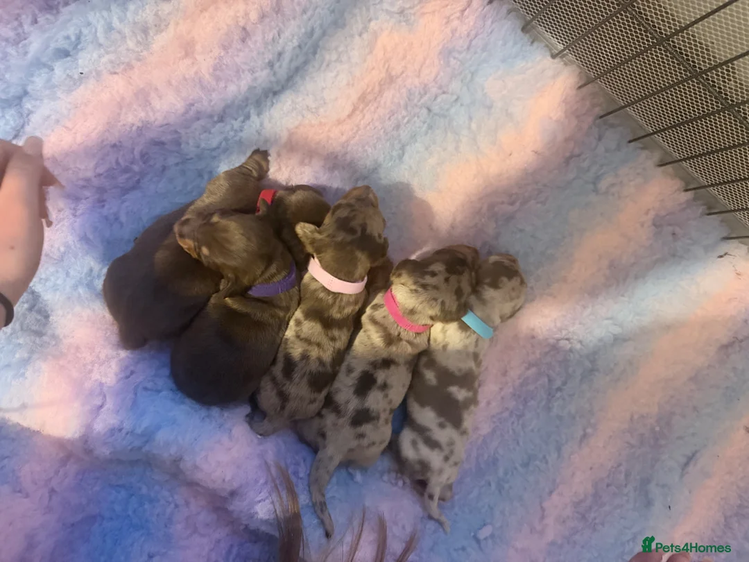 Dachshund dogs for sale: Beautiful dachshunds!  - Advert 18