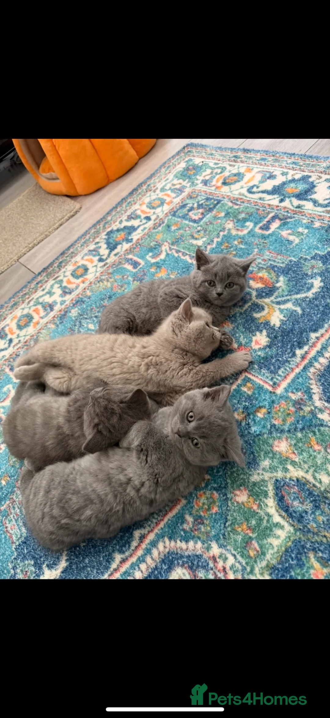 British Shorthair cats for sale: British Shorthair kittens - Advert 1