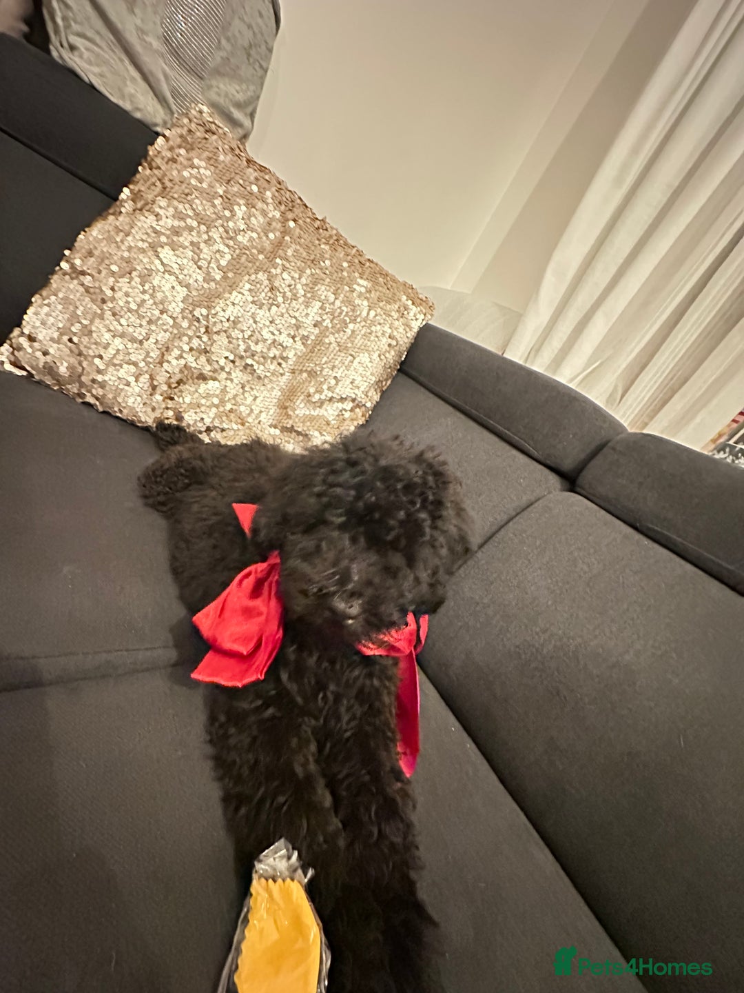 Cockapoo dogs for sale: Cockapoo Puppy – 9 Weeks  - Image 2