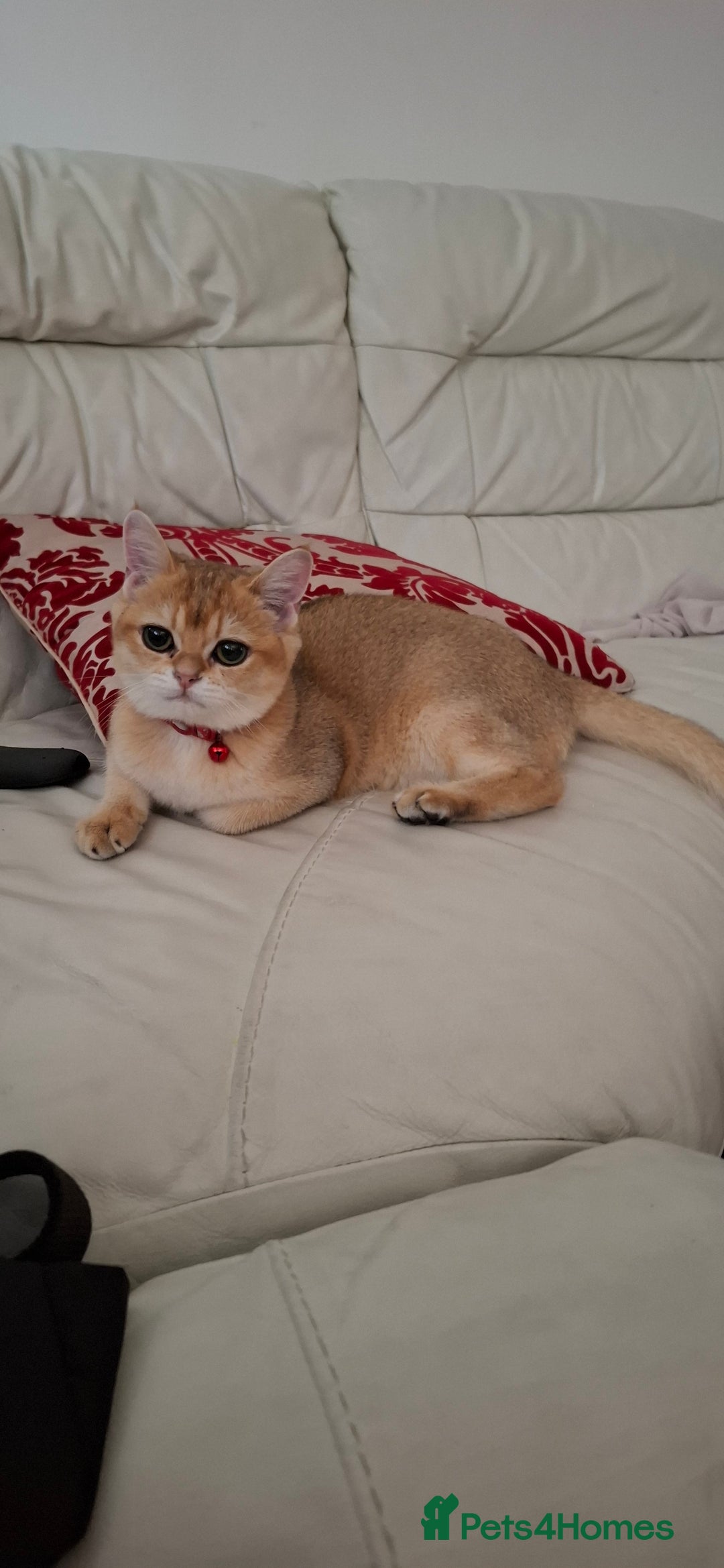 British Shorthair cats for sale: Golden british short hair  - Image 4