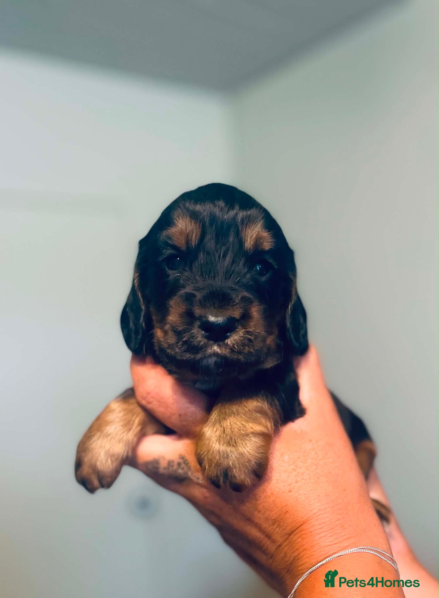 Cocker Spaniel dogs Stunning litter of KC Reg Working Cockers - Advert 1