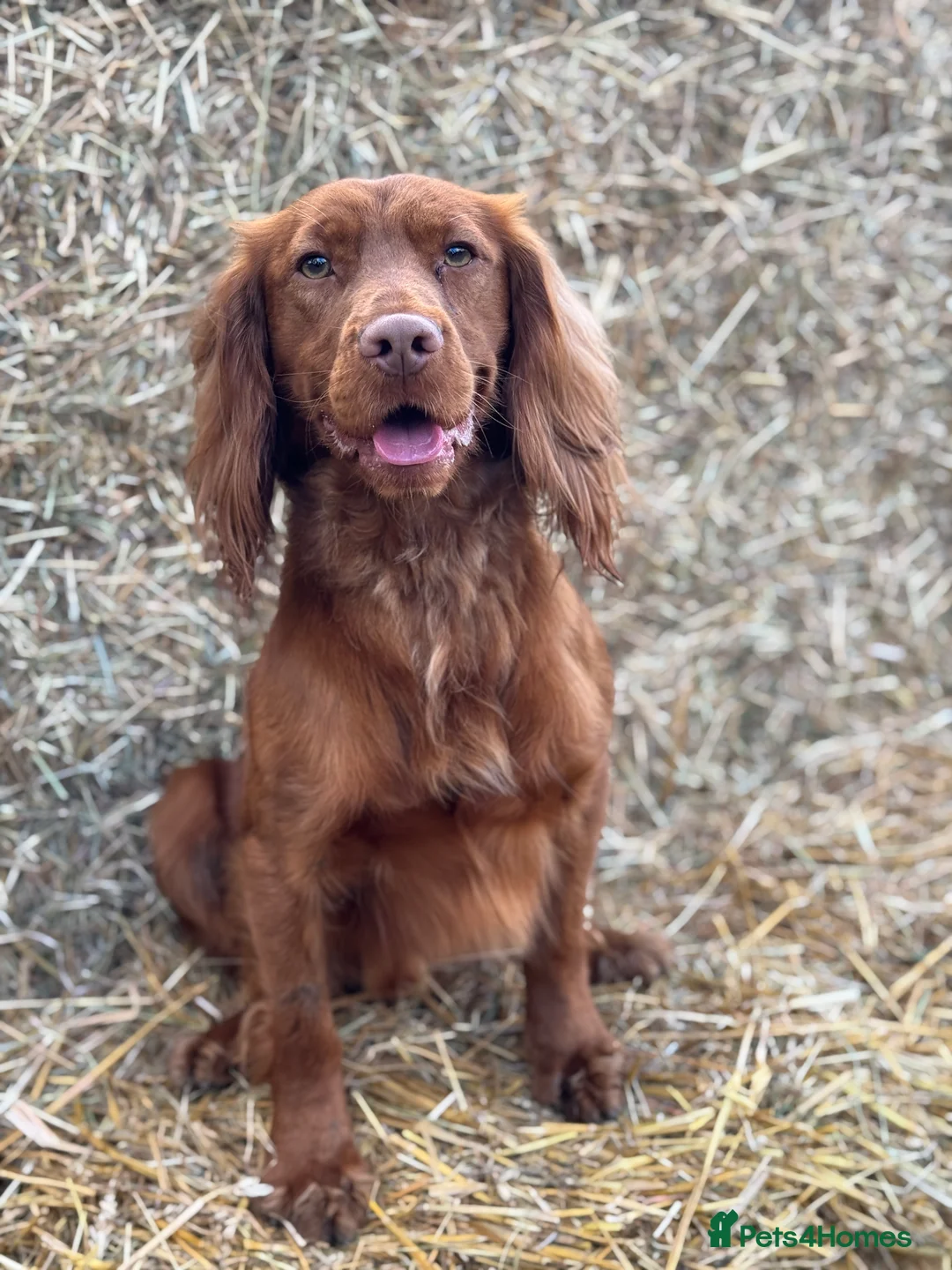 Cocker Spaniel dogs for stud: *Goofy* Standing at STUD only in Barnsley - Advert 8