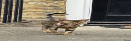 Bengal cats for sale: Ready TO LEAVE ! PURE TICA BENGALS - Advert 20