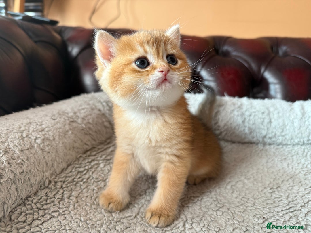 British Shorthair cats for sale: 3 Lovely Golden BSH males - Image 12