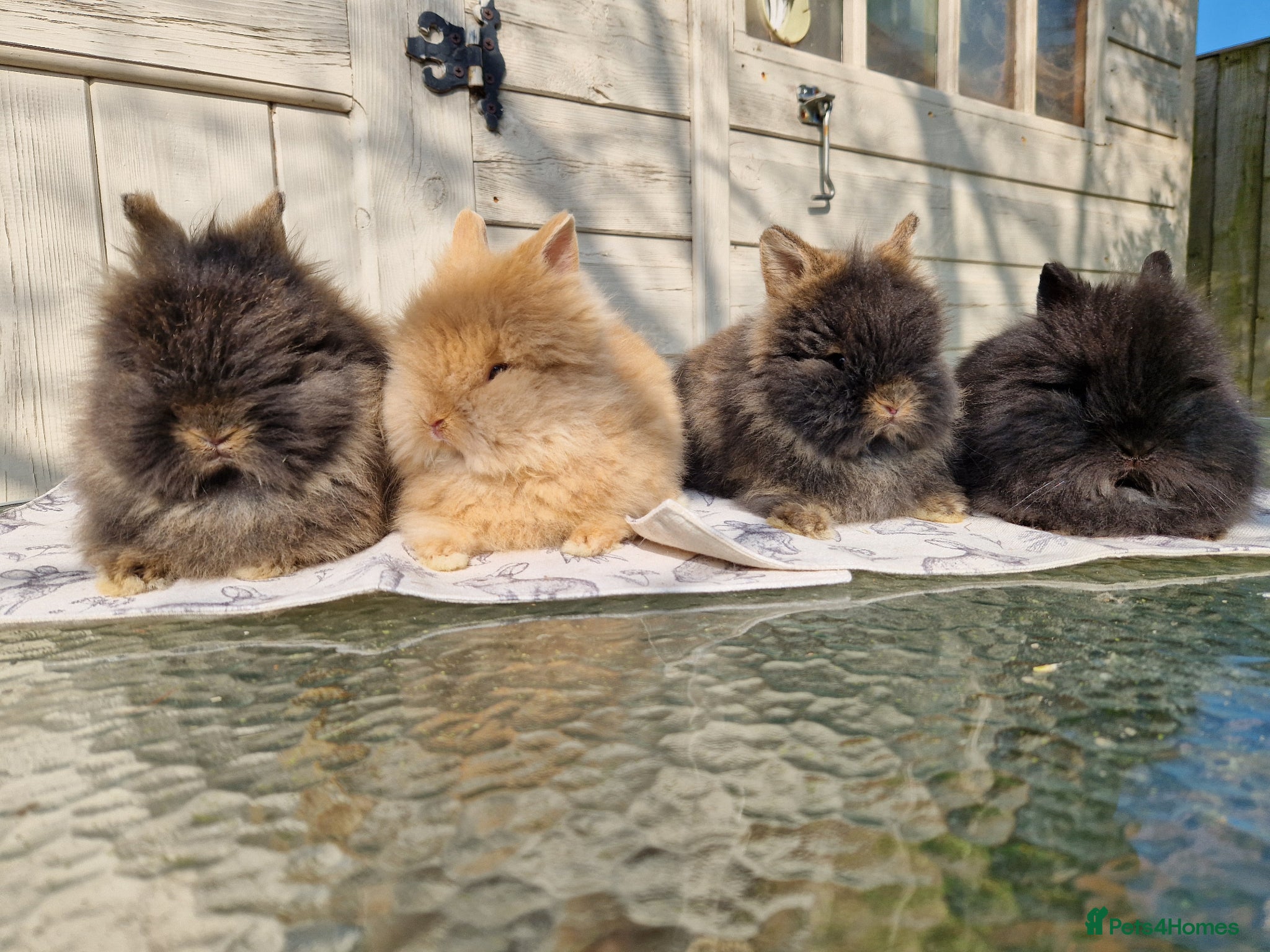 Lionhead rabbits Purebred Lionhead Baby Rabbits - Advert 1