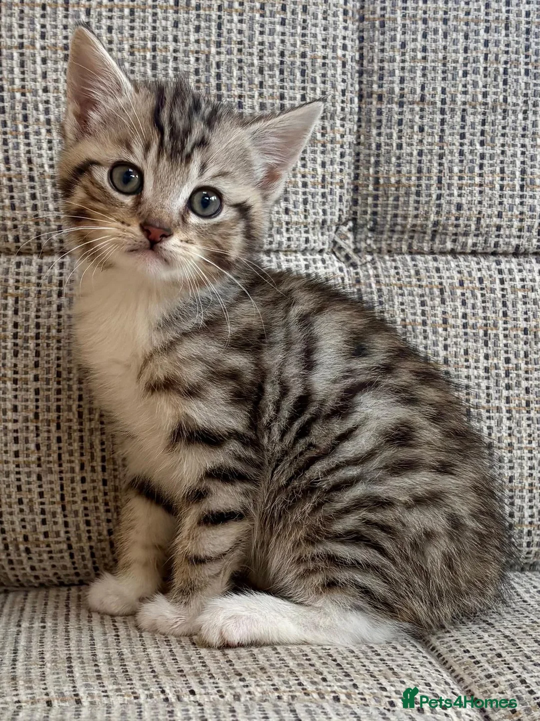 British Shorthair cats for sale: British Shorthair kittens. - Advert 2