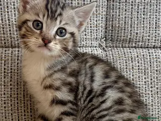 British Shorthair cats British Shorthair kittens. - Advert 6