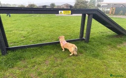 Mixed Breed dogs for adoption: Meet Bambi, currently residing in Bristol - Image 8