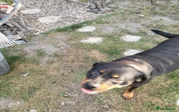 Rottweiler dogs for sale: Rottweiler  and frenchie for sale - Image 7