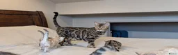 Bengal cats for sale: 🖤🩶🤍 BEAUTIFUL BENGAL KITTENS 🤍🩶🖤 - Advert 30