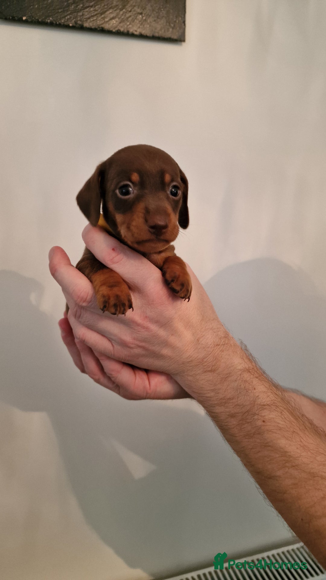 Dachshund dogs for sale: Miniature Smooth Haired Dachshund Puppies - Image 8