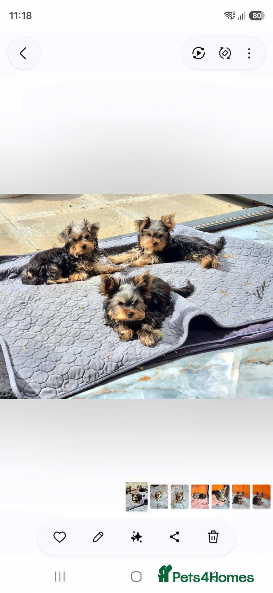 Yorkshire Terrier dogs KC Registered Yorkshire Terrier Puppies  - Advert 1