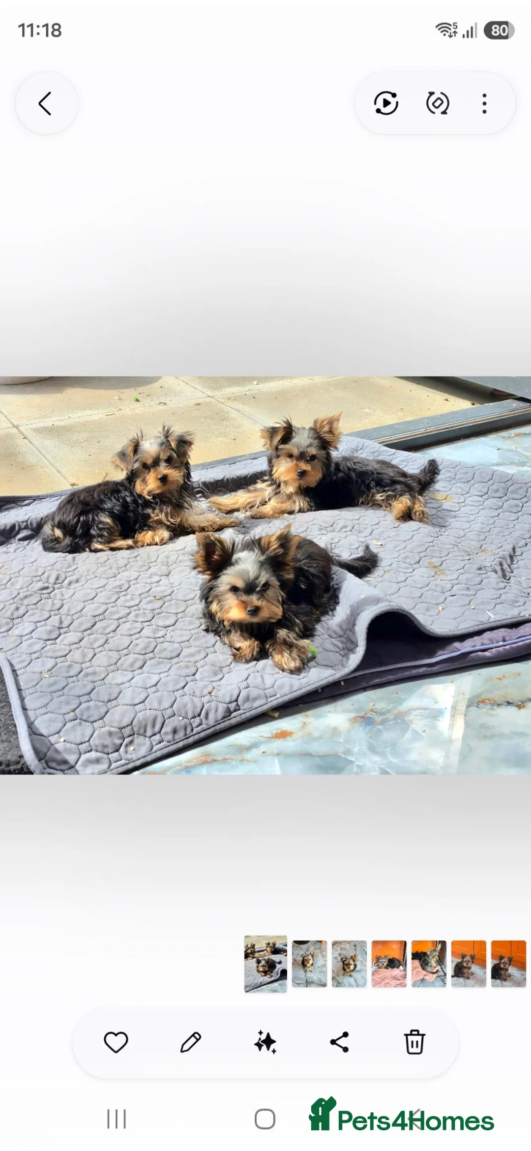 Yorkshire Terrier dogs for sale: KC Registered Yorkshire Terrier Puppies  - Advert 1